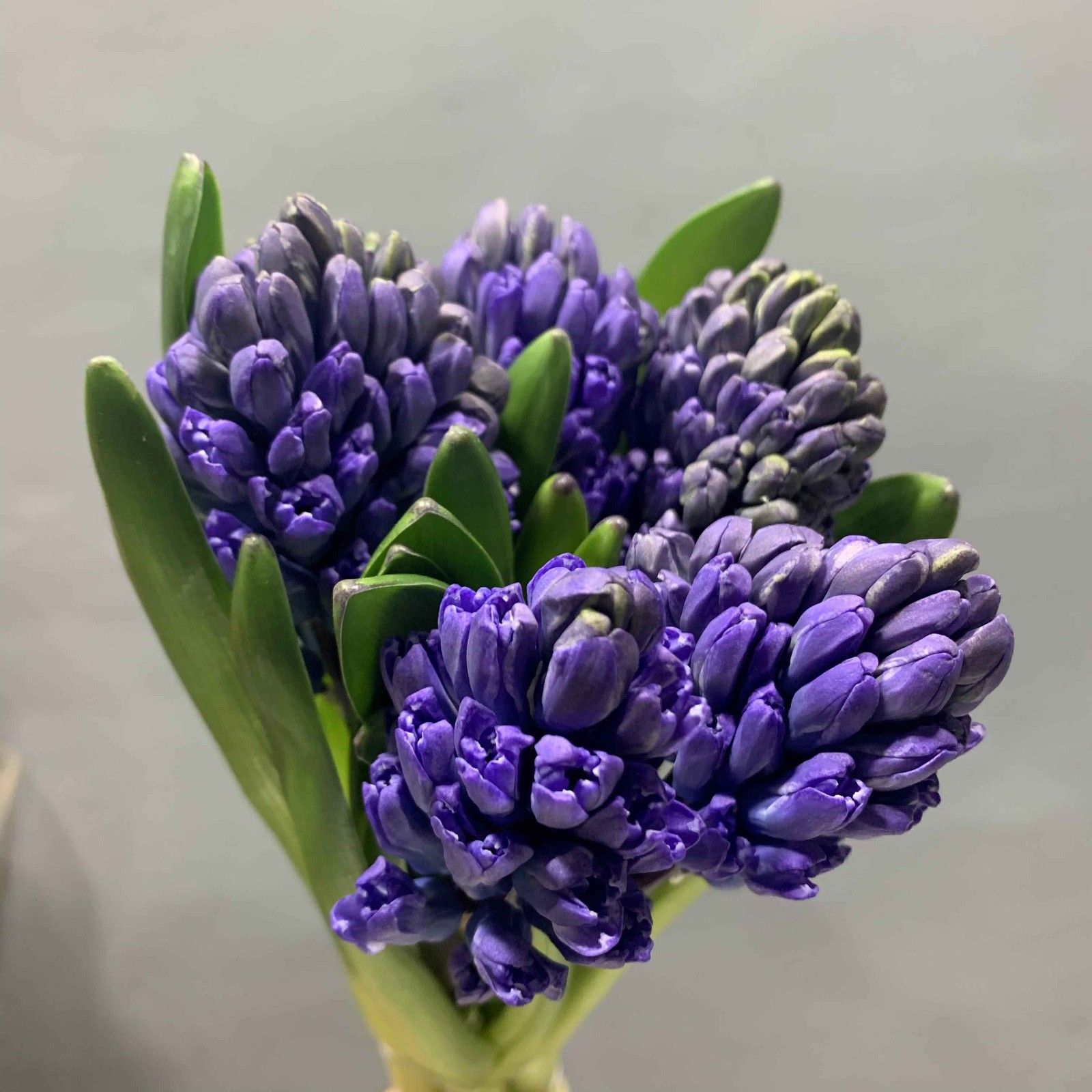 风信子·蓝色(进口)